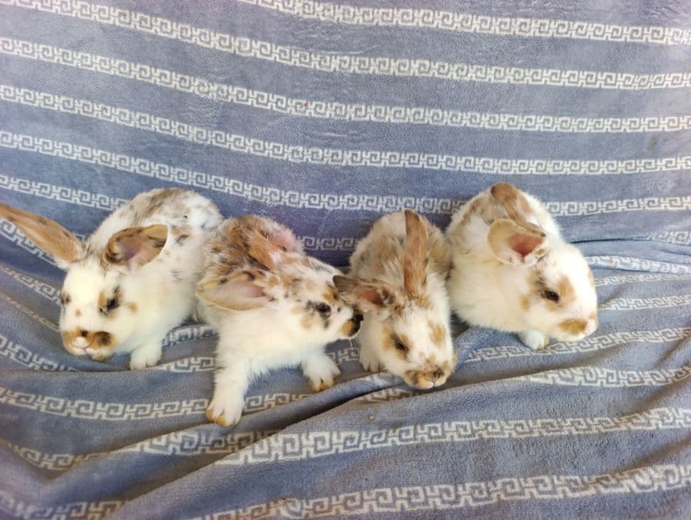 Trikalor quyonchala 50 kunli nasb — 4