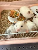 Сирийские хомяки .