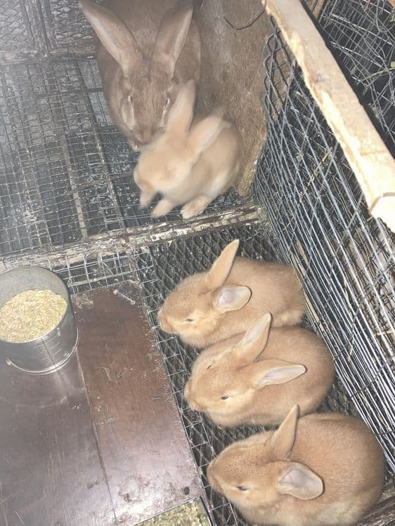 Кролики бургундской породы. — 3