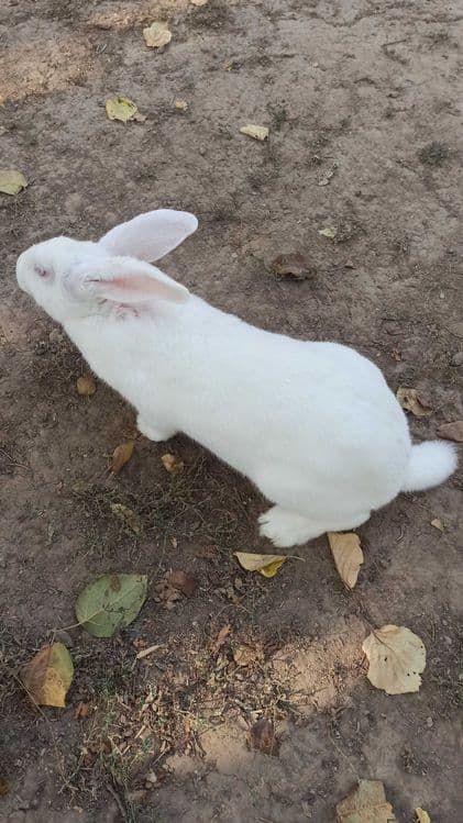 Хикол куёнлар сотилади — 4