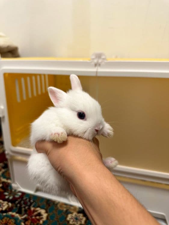 “Farzandingizga mehribon do‘st — Basmala Farm minik quyonlari!” — 14