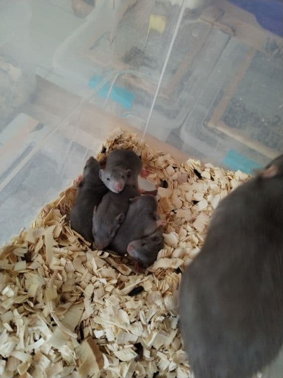 Дамбо крысята разных окрасов — 2
