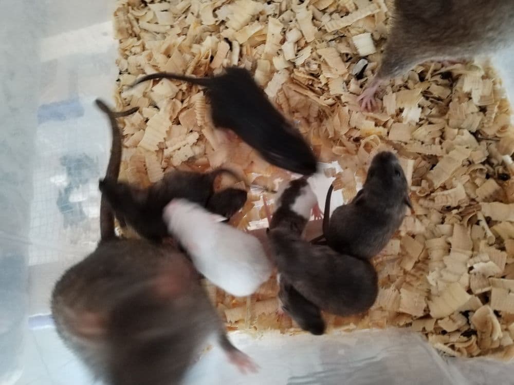 Дамбо крысята разных окрасов — 4