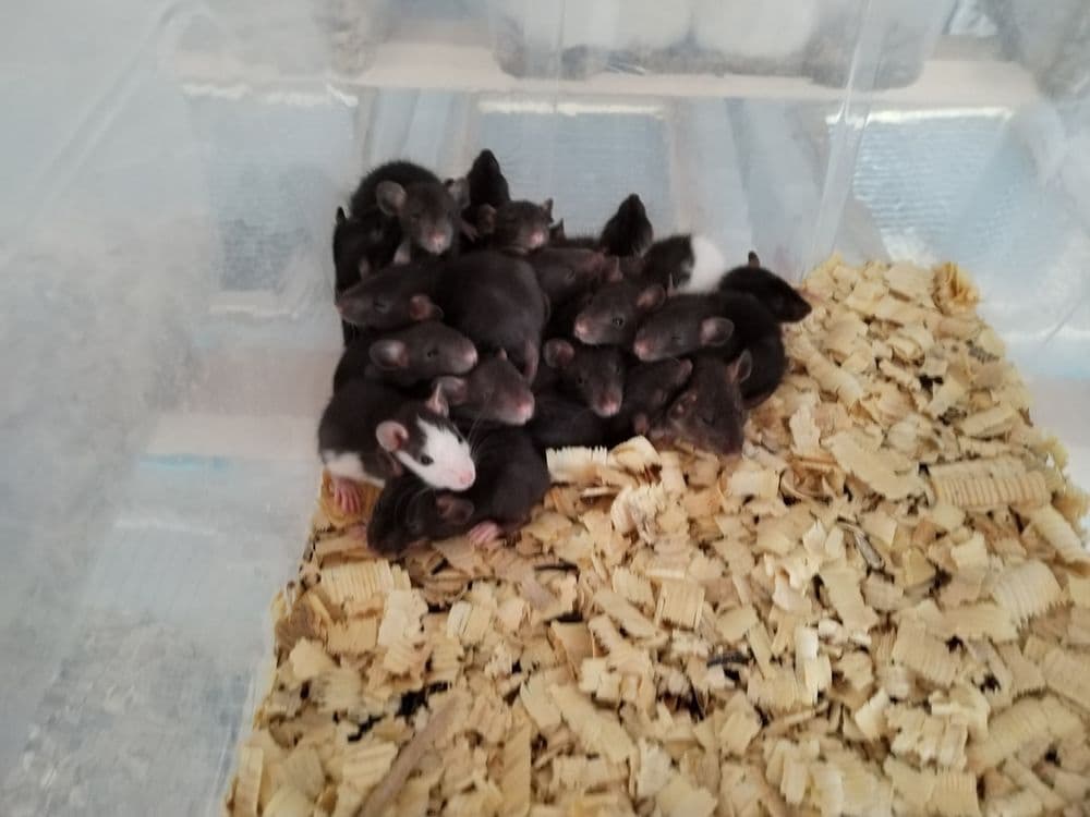 Дамбо крысята разных окрасов — 5