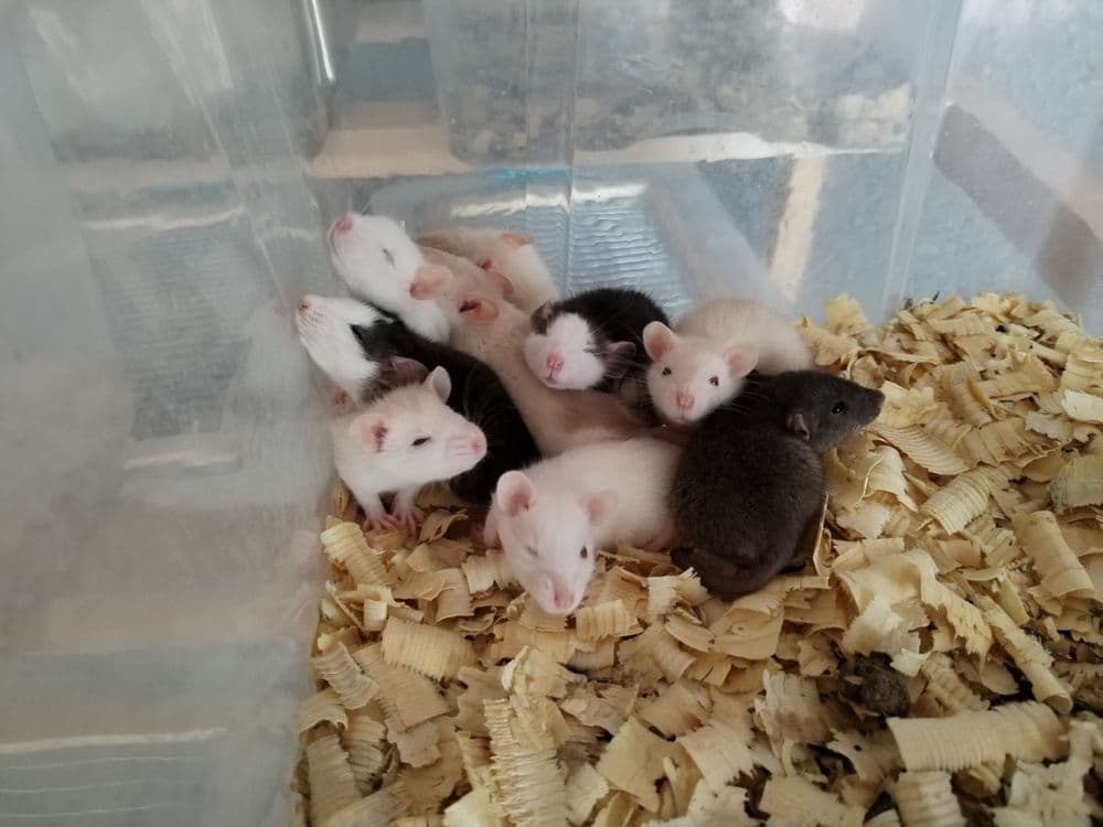 Дамбо крысята разных окрасов — 6