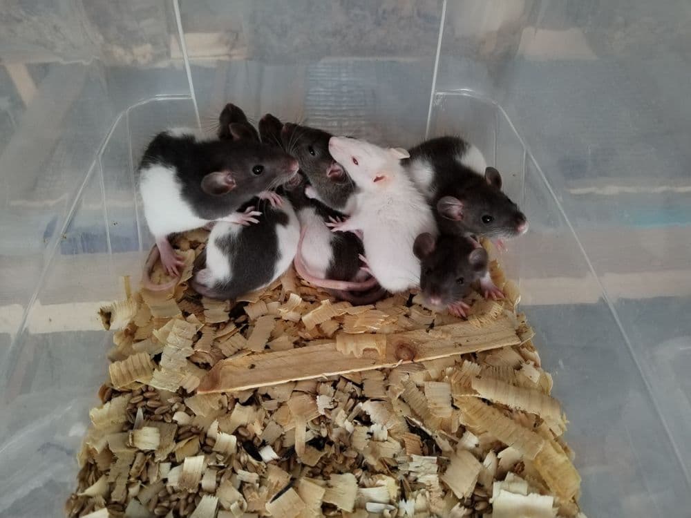 Дамбо крысята разных окрасов — 7