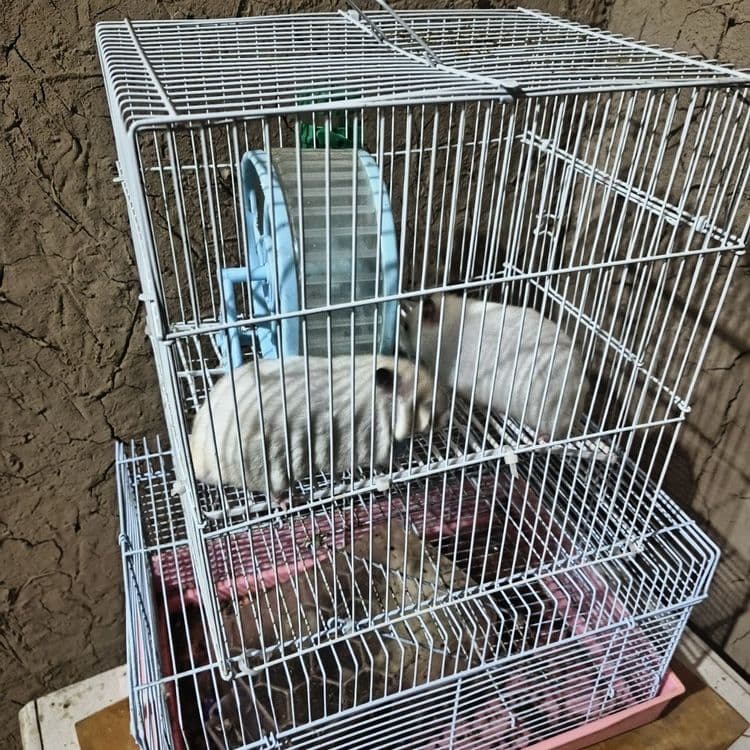 Hamster lar sotiladi 2 dona — 13