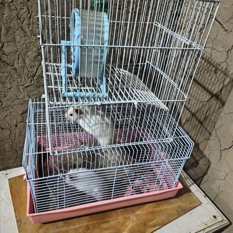 Hamster lar sotiladi 2 dona — 14
