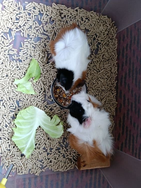Морские свинки розетки — 3