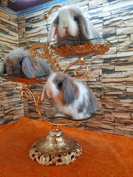 Карликовые Декоративные кролики для подарок — 10