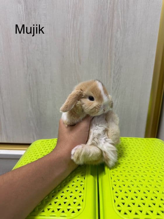 Basmala Farm’dan nafis va mehribon quyonchalar! — 8