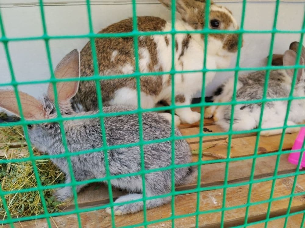 Ona bola quyonla sotiladi — 13