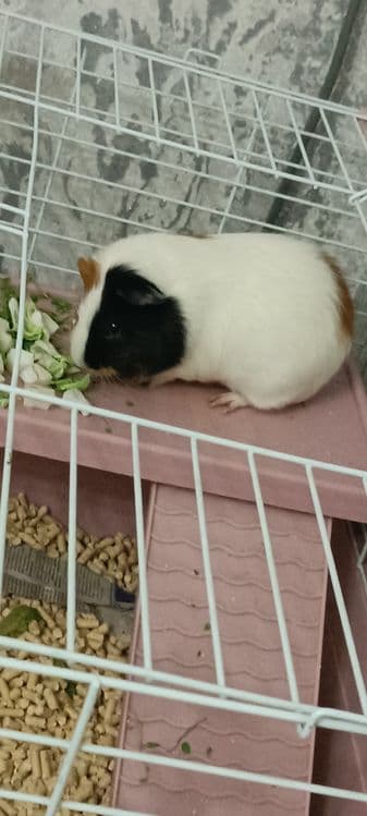 Продаю морскую свинку — 6