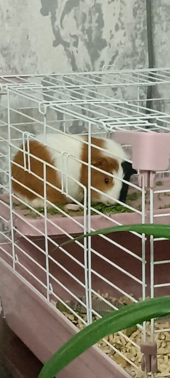 Продаю морскую свинку — 9