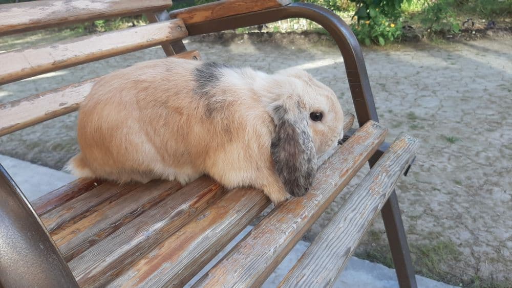 Karlik baran sotiladi
Karlik baran 
Jinsi : erkak iwlashga ta — 2