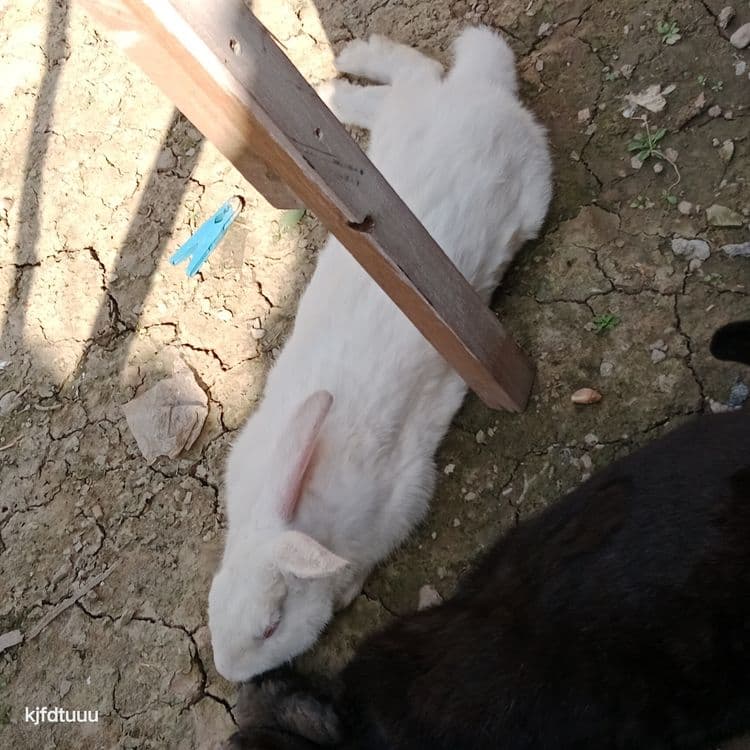 Quyonlar sotiladi srochna — 3