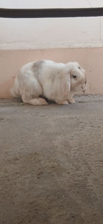 Quyon sotiladi.. — 3