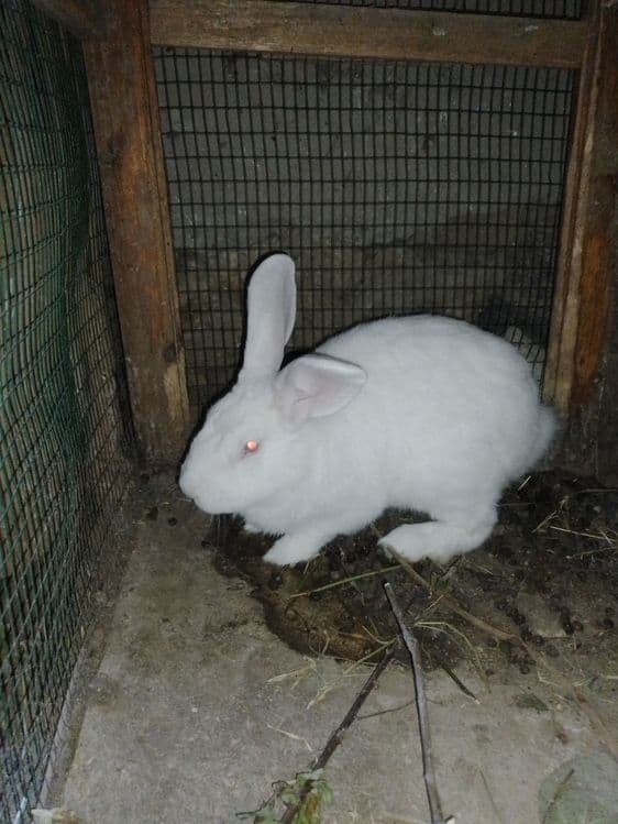 Ок великан фландер — 8