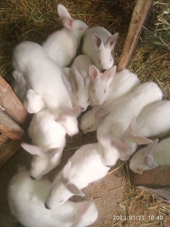 Зотдор куёнлар сотилади — 3