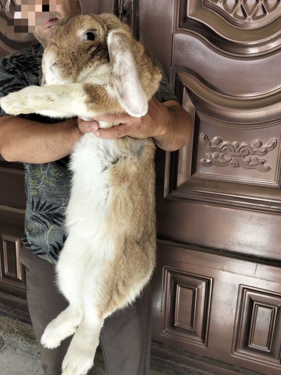 Гиганд  французский баран кролик д — 1