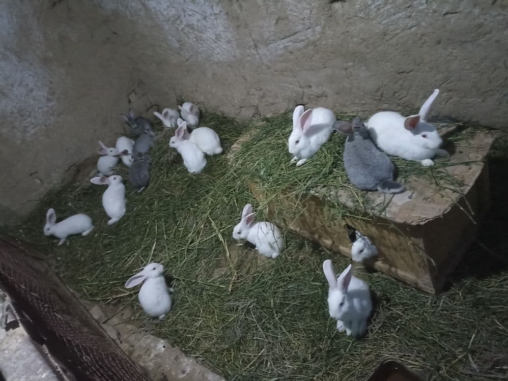 Quyonlar sotiladi soglom xikol zoti — 16