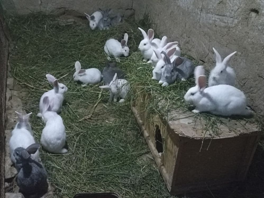 Quyonlar sotiladi soglom xikol zoti — 16