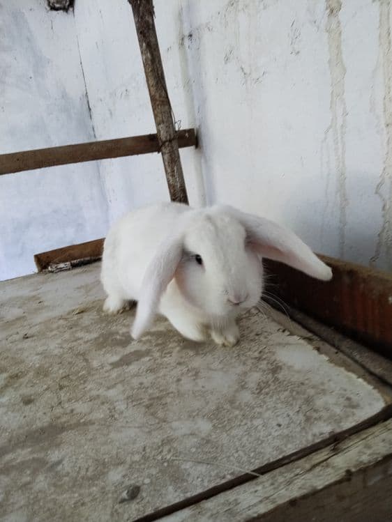 Zotdor Fransuz Baran quyonlari sotiladi — 13