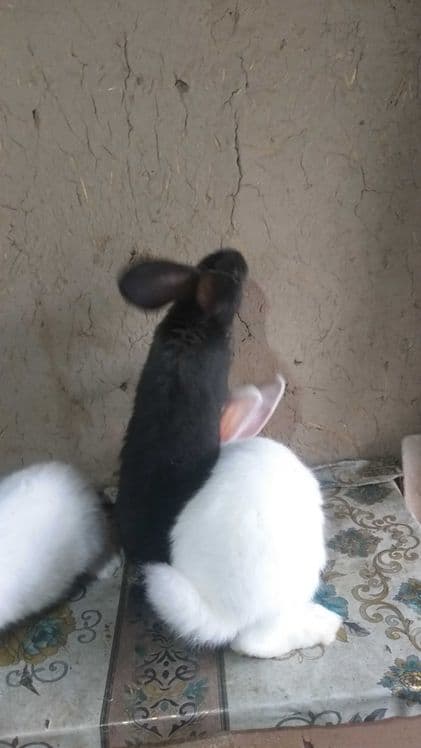 Крольчата породы ФЛАНДР — 7