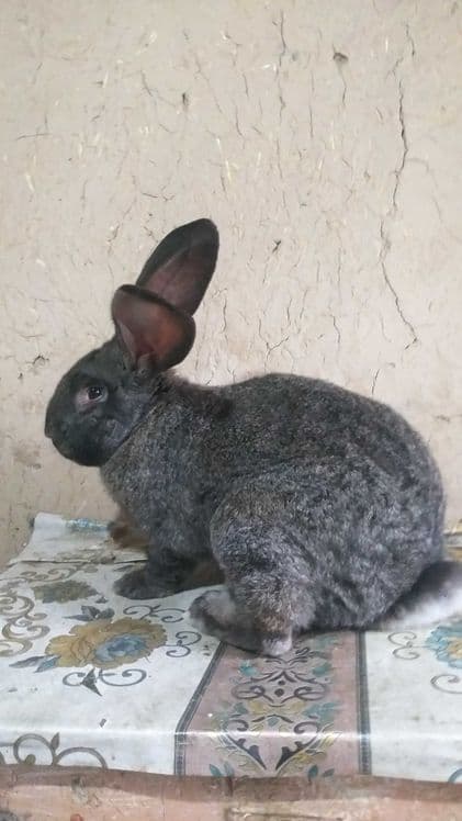 Кролик породы ФЛАНДР — 7