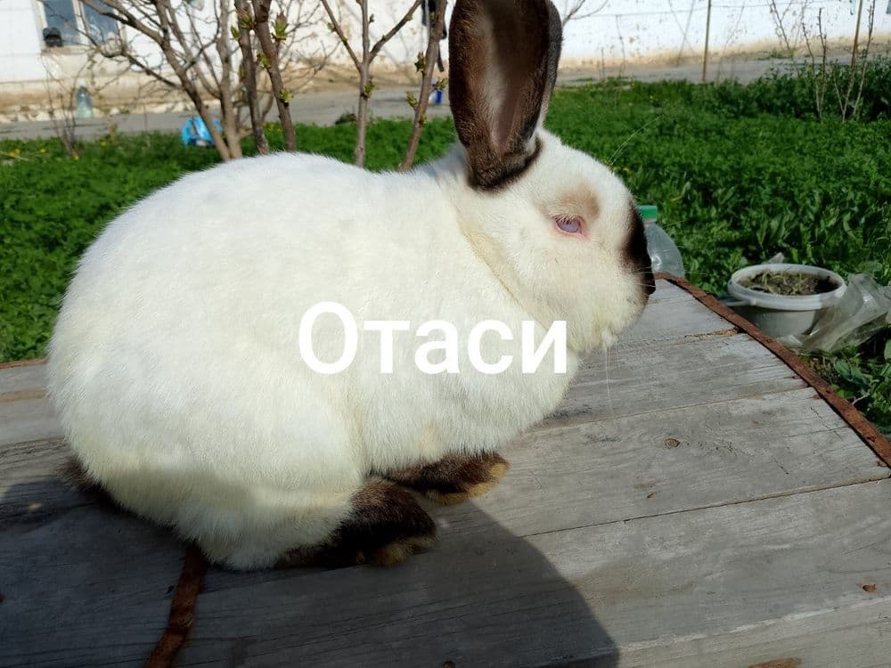 Калифорнийа куйонлар сотилади зоти тозза — 16