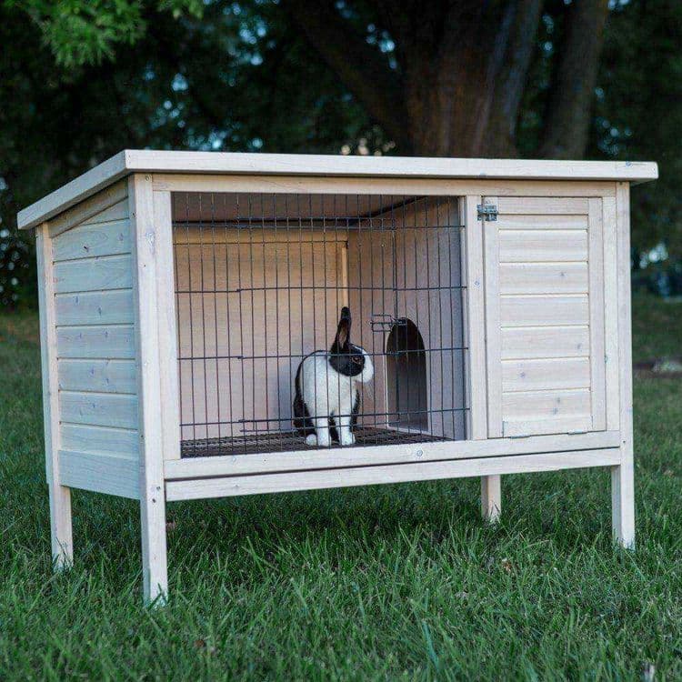 Кролики декоративные — 2