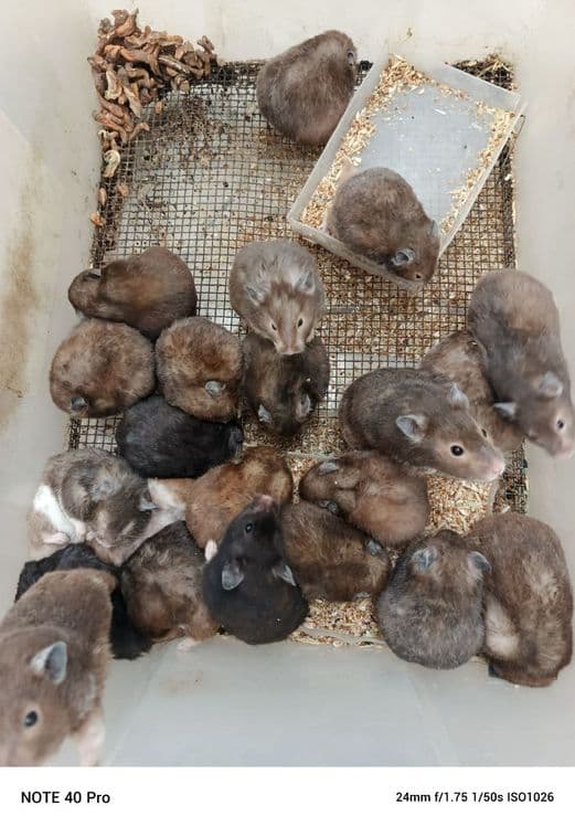 Хомички разных окрасов оптом — 3