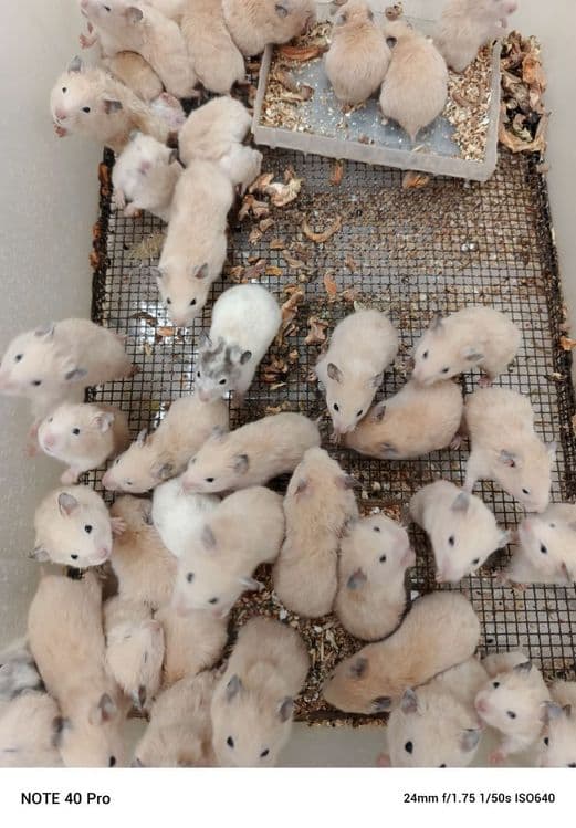 Хомички разных окрасов оптом — 5