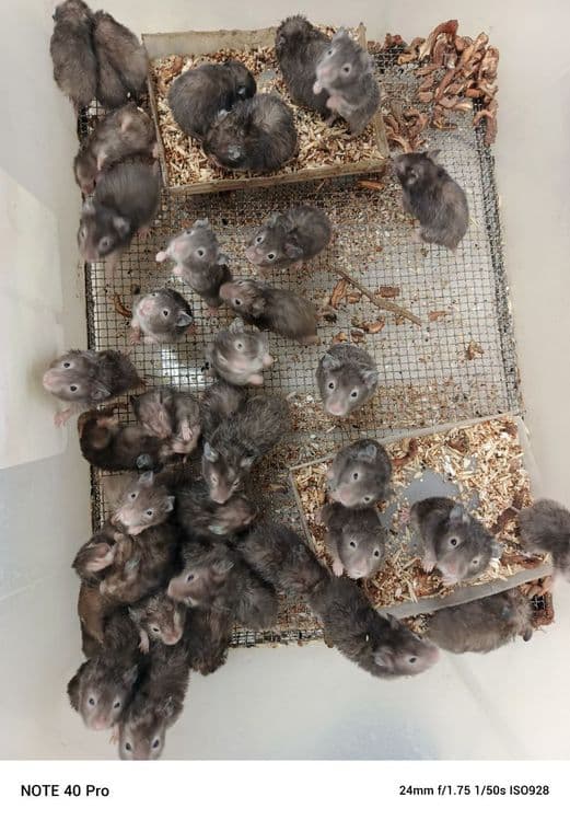 Хомички разных окрасов оптом — 8
