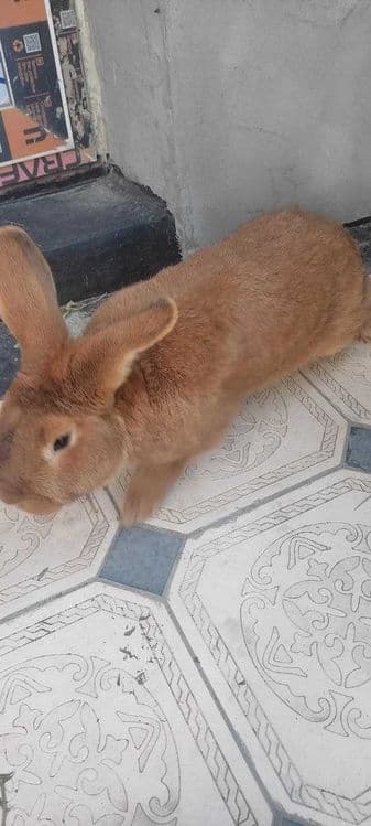 Quyon sotiladi Enzika 1 yosh  4kg — 2