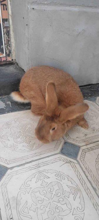 Quyon sotiladi Enzika 1 yosh  4kg — 3