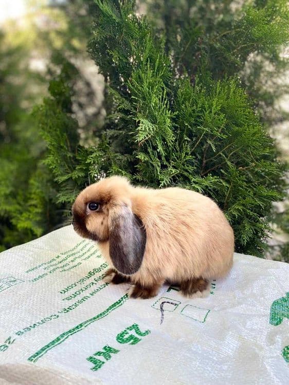 Кролики декоративные — 1