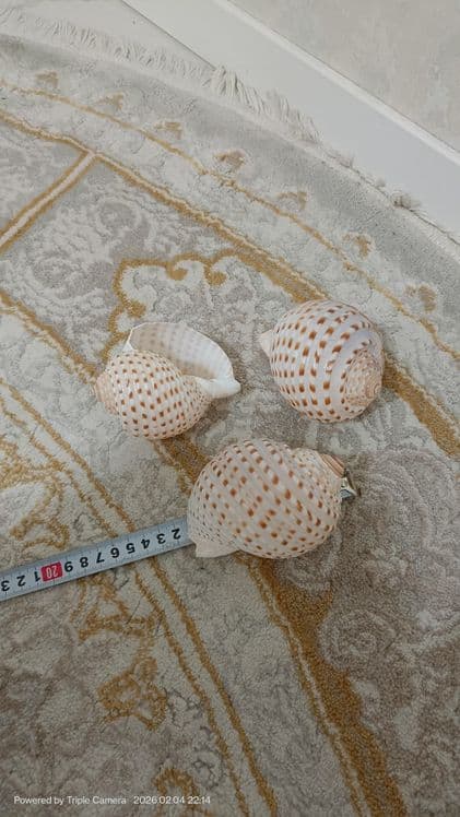 Ракушки првазной натуральный — 12