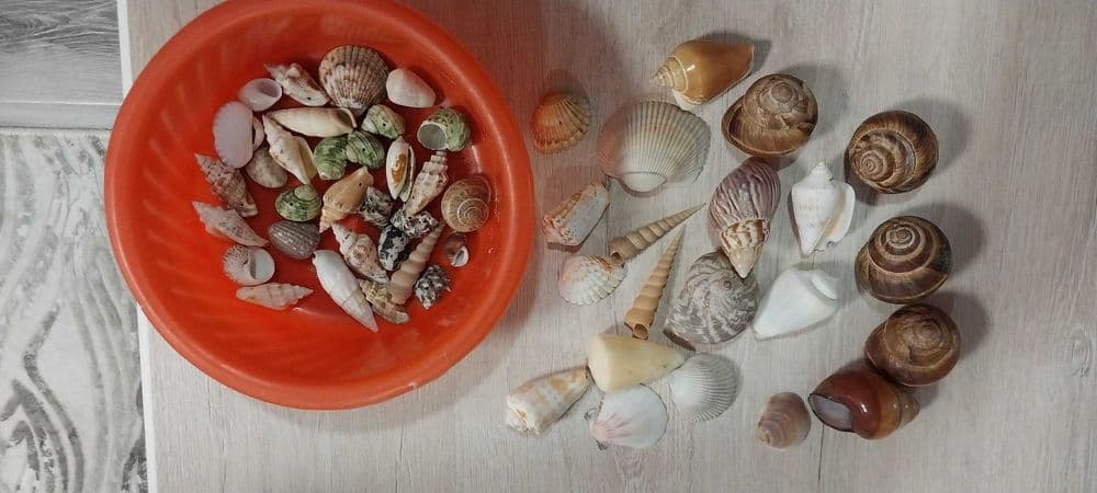 Продам ракушки натуральные.