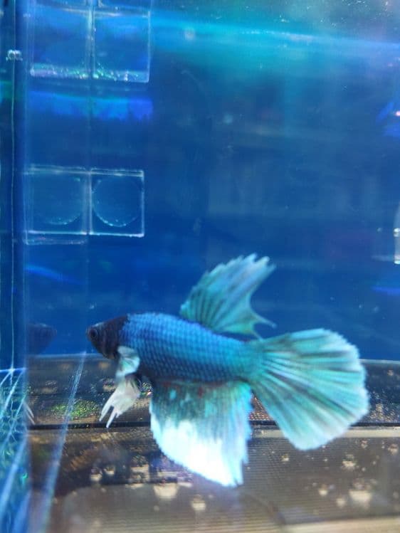 Peteshok baliqlar bor uzunligi 4-5 cm — 10