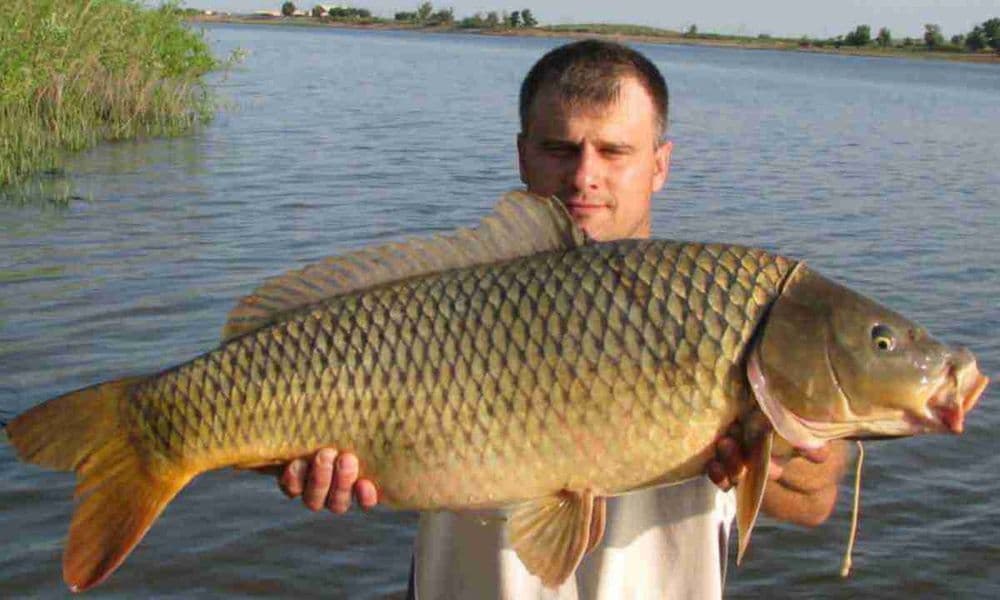 Baliq boqish uchun Toza Sfadli COMON CARP spes korm bor Toshkend