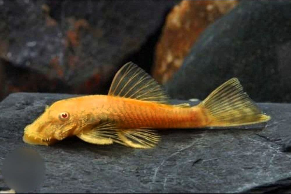 Sotiladi antisitrus — 1