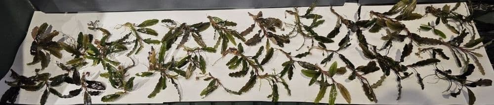 Butsiflandor akvarium rasteniya — 1