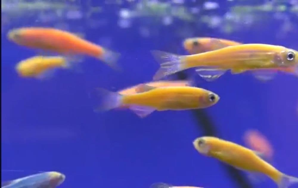 Данио  фосфорни риб Danio rangli baliqlar  fosfirni — 6