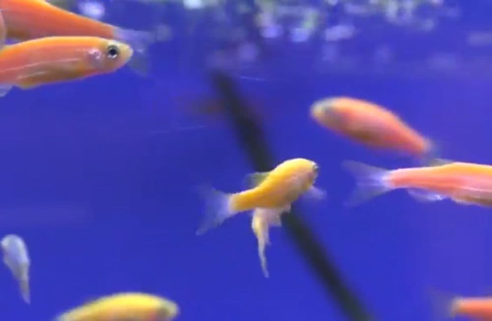 Данио  фосфорни риб Danio rangli baliqlar  fosfirni — 7