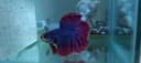 петушок betta fish halfmoon