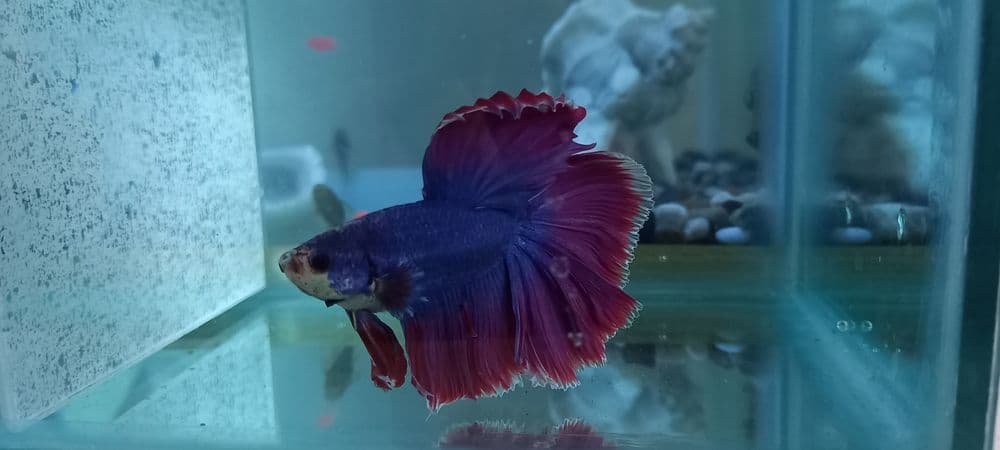 петушок betta fish halfmoon