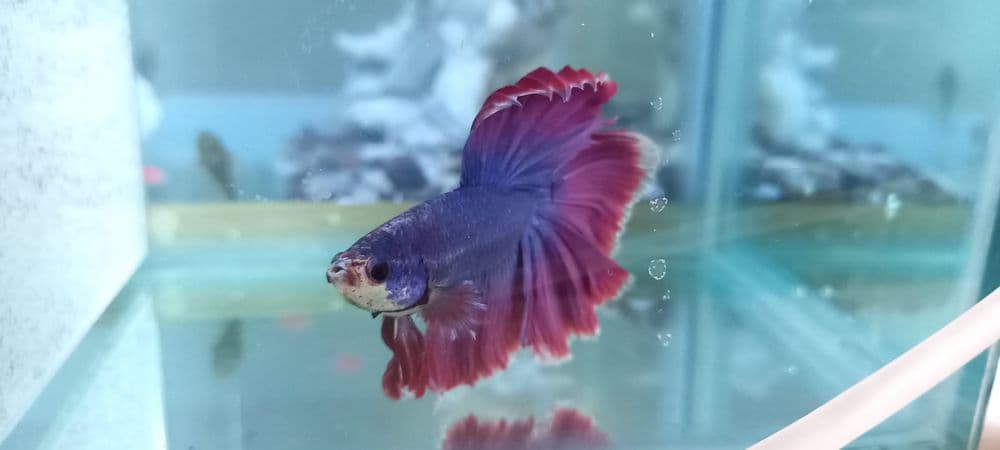 петушок betta fish halfmoon — 2