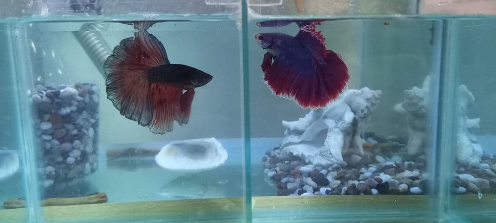 петушок betta fish halfmoon — 3