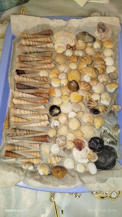 Ракушки- натуральные дары моря — 12